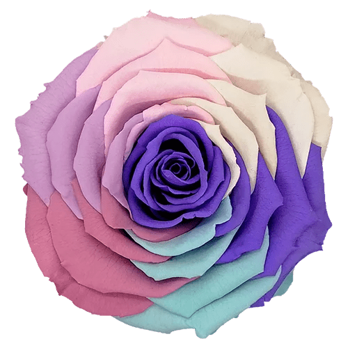 BELLA Preserved Roses Rainbow - Pack 4 - BMade