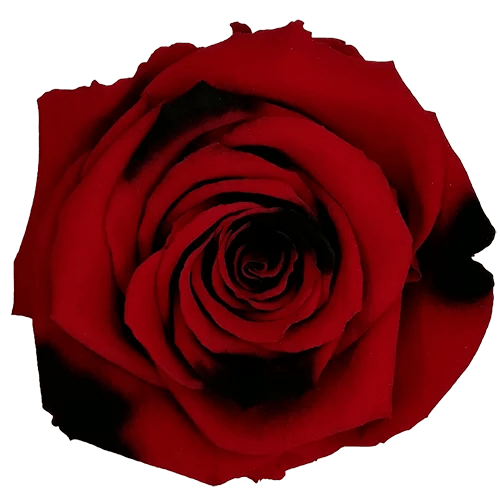 BELLA Preserved Roses Bicolors - Pack 4 - BMade