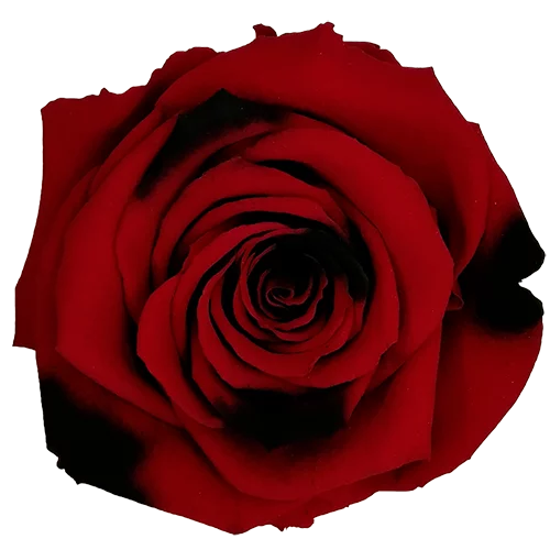 XL Preserved Roses Bicolors - Pack of 6 - BMade