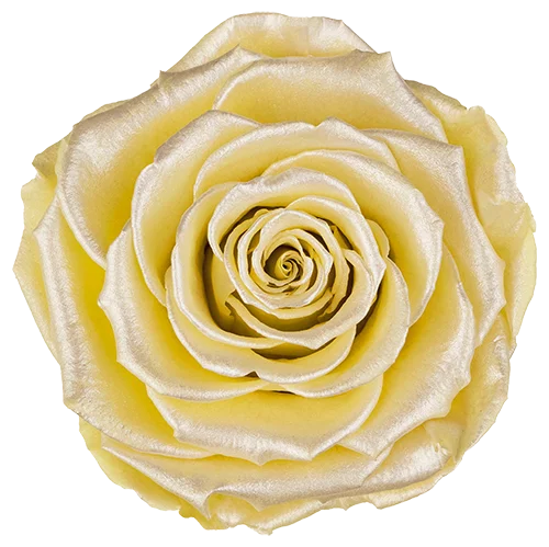 BONITA Preserved Roses Satin - Pack 1 - BMade
