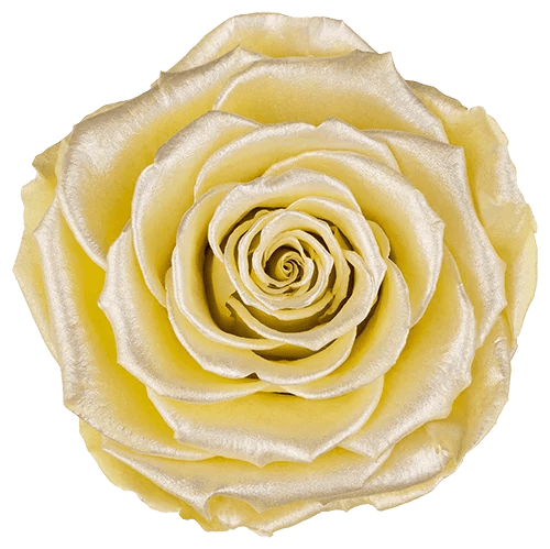 BELLA Preserved Roses Satin - Pack 4 - BMade