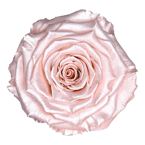 BELLA Preserved Roses Satin - Pack 4 - BMade
