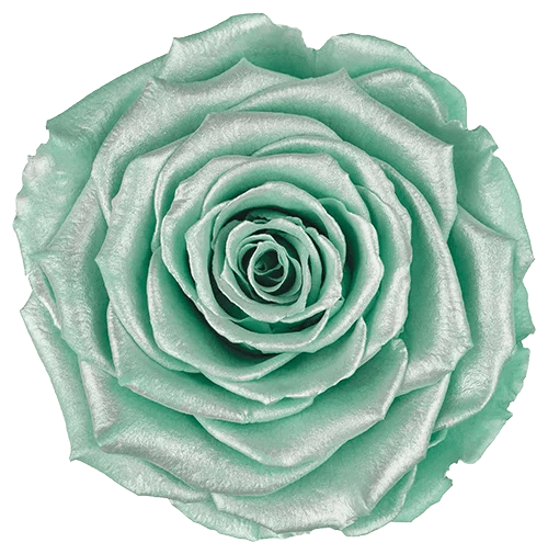 BELLA Preserved Roses Satin - Pack 4 - BMade