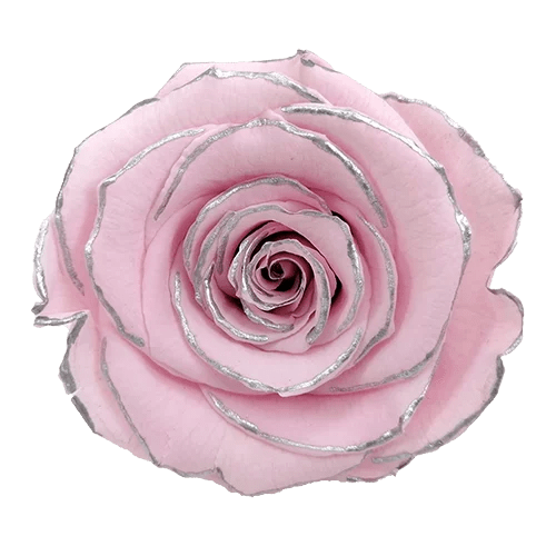 LL+ Preserved Roses Zebra - Pack of 6 - BMade