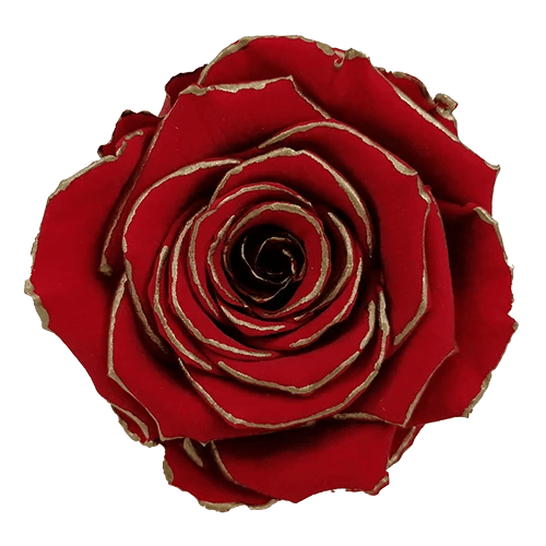 BONITA Preserved Roses Zebra - Pack 1 - BMade