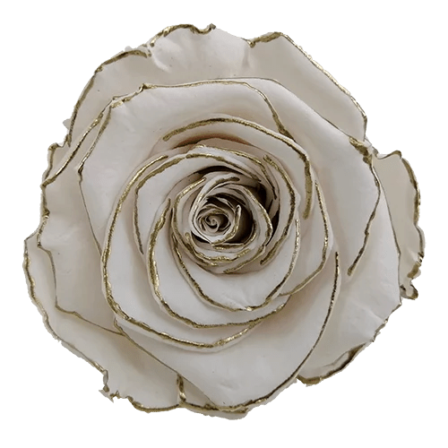 BONITA Preserved Roses Zebra - Pack 1 - BMade