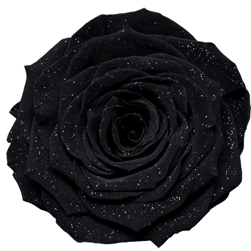 BELLA Preserved Roses Diamond - Pack 4 - BMade