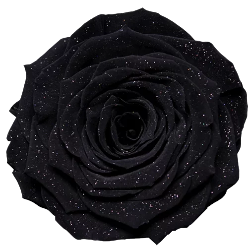 LL+ Preserved Roses Diamond - Pack of 6 - BMade