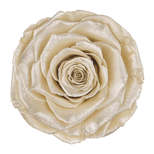 BELLA Preserved Roses Satin - Pack 4 - BMade