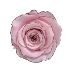 BONITA Preserved Roses Zebra - Pack 1 - BMade