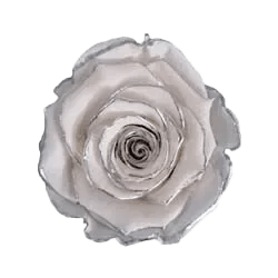 BONITA Preserved Roses Zebra - Pack 1 - BMade