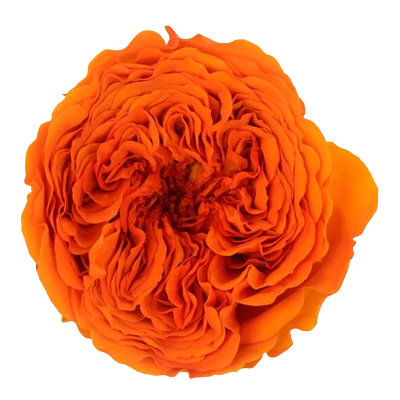 Luxury floral arrangements boxes