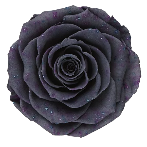 Rosas preservadas XL Galaxy - Paquete de 6