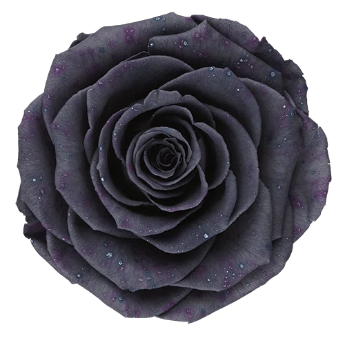 Rosas preservadas BELLA Galaxy - Paquete de 4