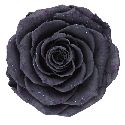 BELLA Preserved Roses Galaxy - Pack 4 - BMade