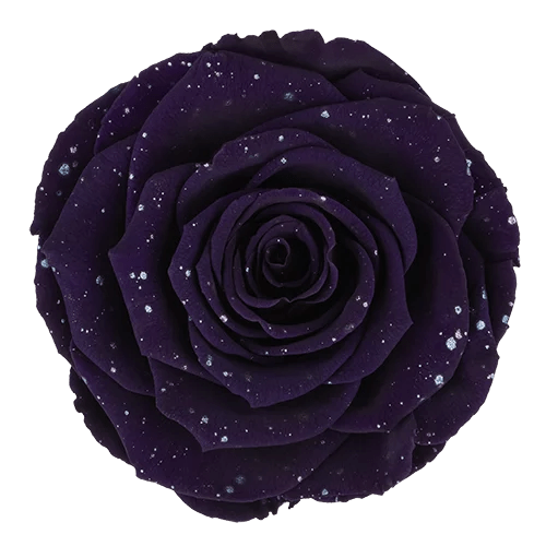 BELLA Preserved Roses Galaxy - Pack 4