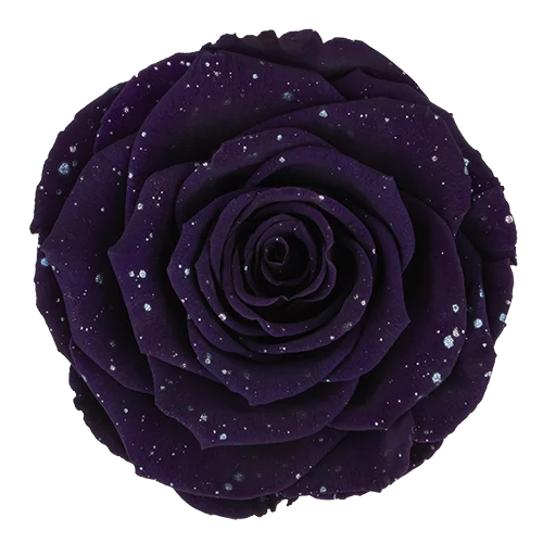 XL Preserved Roses Galaxy - Pack of 6