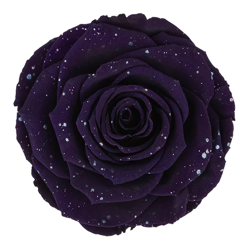 BONITA Preserved Roses Galaxy - Pack 1