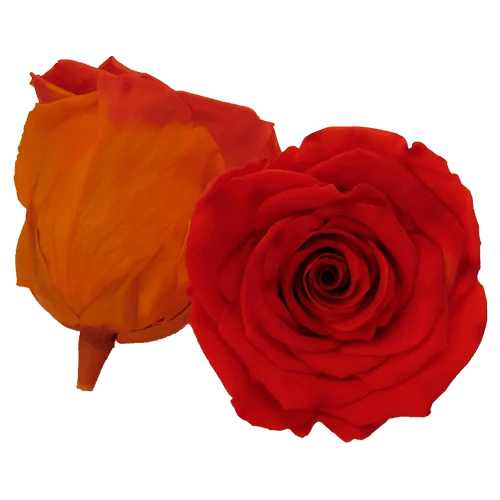 BELLA Preserved Roses Bicolors - Pack 4