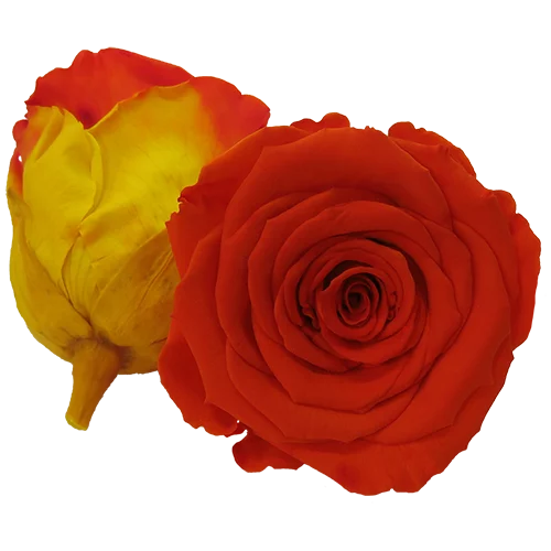 S Preserved Roses Bicolors