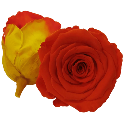 Rosas preservadas BELLA Bicolores - Paquete de 4