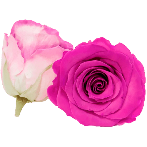 Rosas preservadas BELLA Bicolores - Paquete de 4