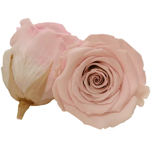 LL+ Preserved Roses Bicolors - Pack of 6