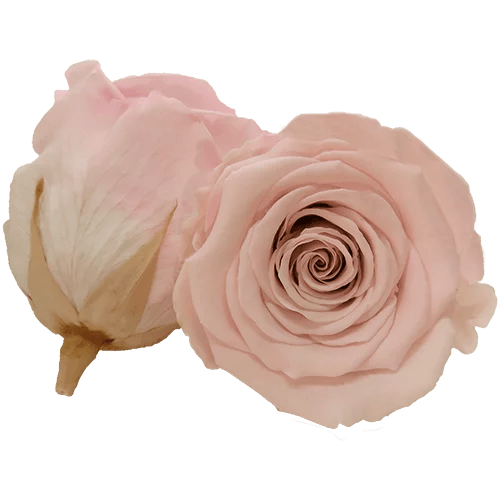 Rosas preservadas BELLA Bicolores - Paquete de 4