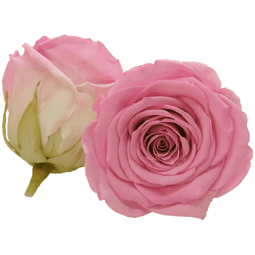 Rosas preservadas BELLA Bicolores - Paquete de 4