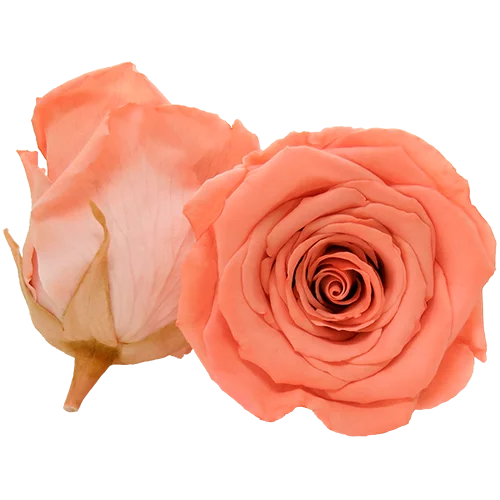 XL Preserved Roses Bicolors - Pack of 6