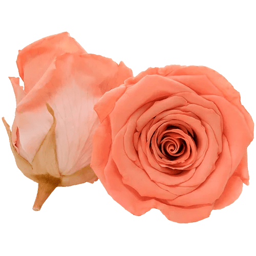 Rosas preservadas BELLA Bicolores - Paquete de 4