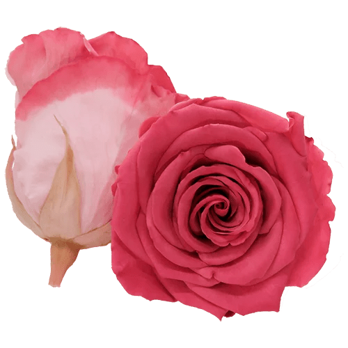 BELLA Preserved Roses Bicolors - Pack 4