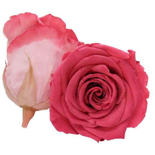 XL Preserved Roses Bicolors - Pack of 6