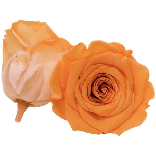 BELLA Preserved Roses Bicolors - Pack 4