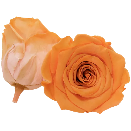 LL+ Preserved Roses Bicolors - Pack of 6