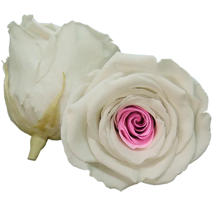 LL+ Preserved Roses Bicolors - Pack of 6 - BMade