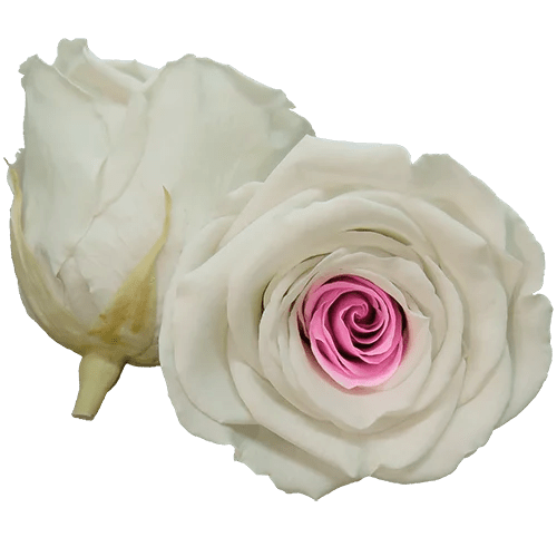 BELLA Preserved Roses Bicolors - Pack 4