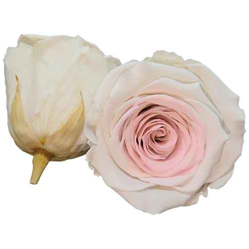 LL+ Preserved Roses Bicolors - Pack of 6