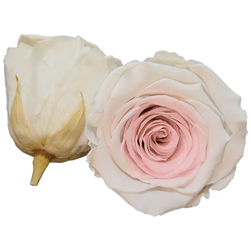 Rosas preservadas BELLA Bicolores - Paquete de 4