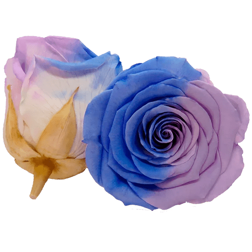 BELLA Preserved Roses Bicolors - Pack 4