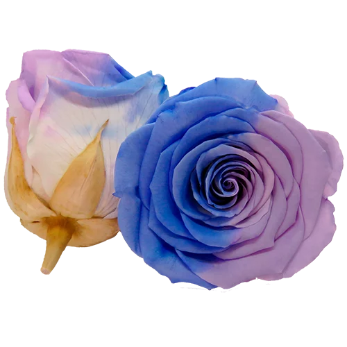 BONITA Preserved Roses Bicolors - Pack 1