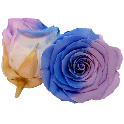 S Preserved Roses Bicolors - BMade