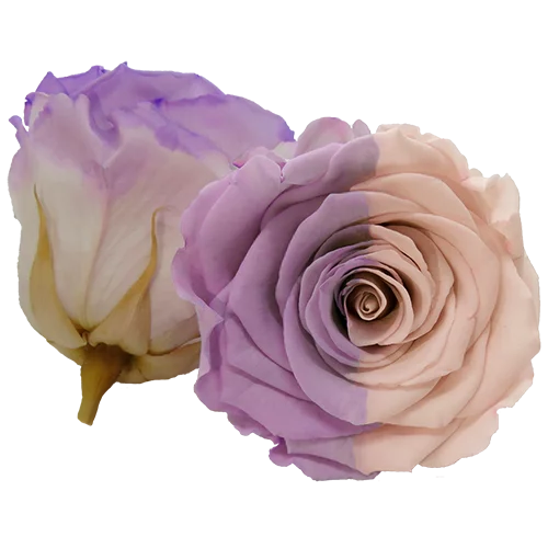 XL Preserved Roses Bicolors - Pack of 6