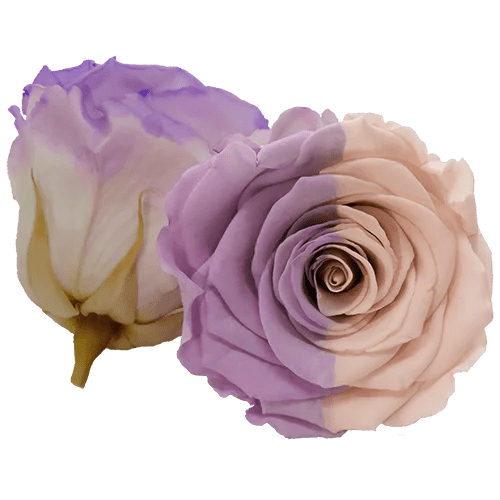 BELLA Preserved Roses Bicolors - Pack 4