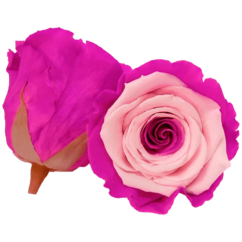 Rosas preservadas BELLA Bicolores - Paquete de 4