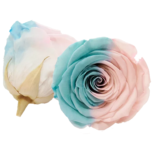 LL+ Preserved Roses Bicolors - Pack of 6