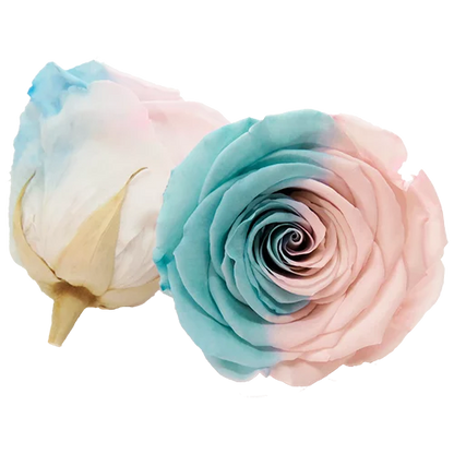 LL+ Preserved Roses Bicolors - Pack of 6 - BMade