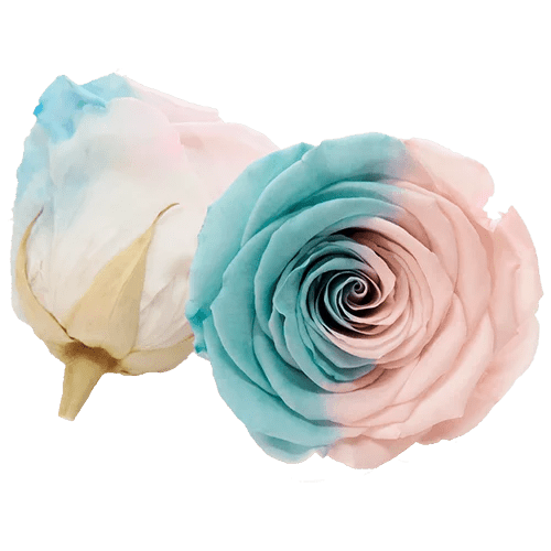 BELLA Preserved Roses Bicolors - Pack 4