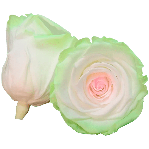 Rosas preservadas BELLA Bicolores - Paquete de 4