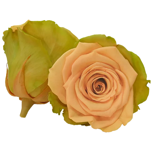 XL Preserved Roses Bicolors - Pack of 6